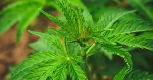 Buy Cannabis Clones in Vaughan: Top Strains, Delivery & Spring Growing Tips 