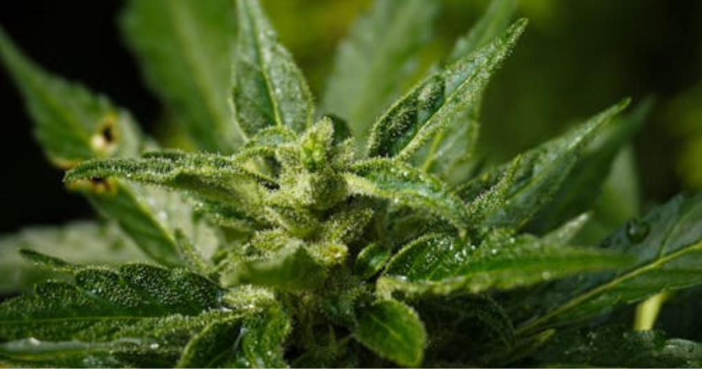 Cannabis Clones in Winnipeg: Timing & Weather Tips for Prairie Growers