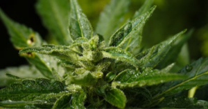 Buy Cannabis Clones in Winnipeg