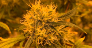 Cannabis Clones in Hamilton