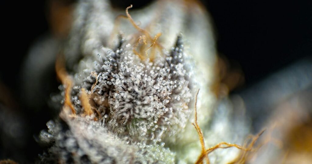 Buy Cannabis Clones in Markham: Spring Growing Tips for Best Results