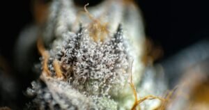Cannabis Clones in Markham