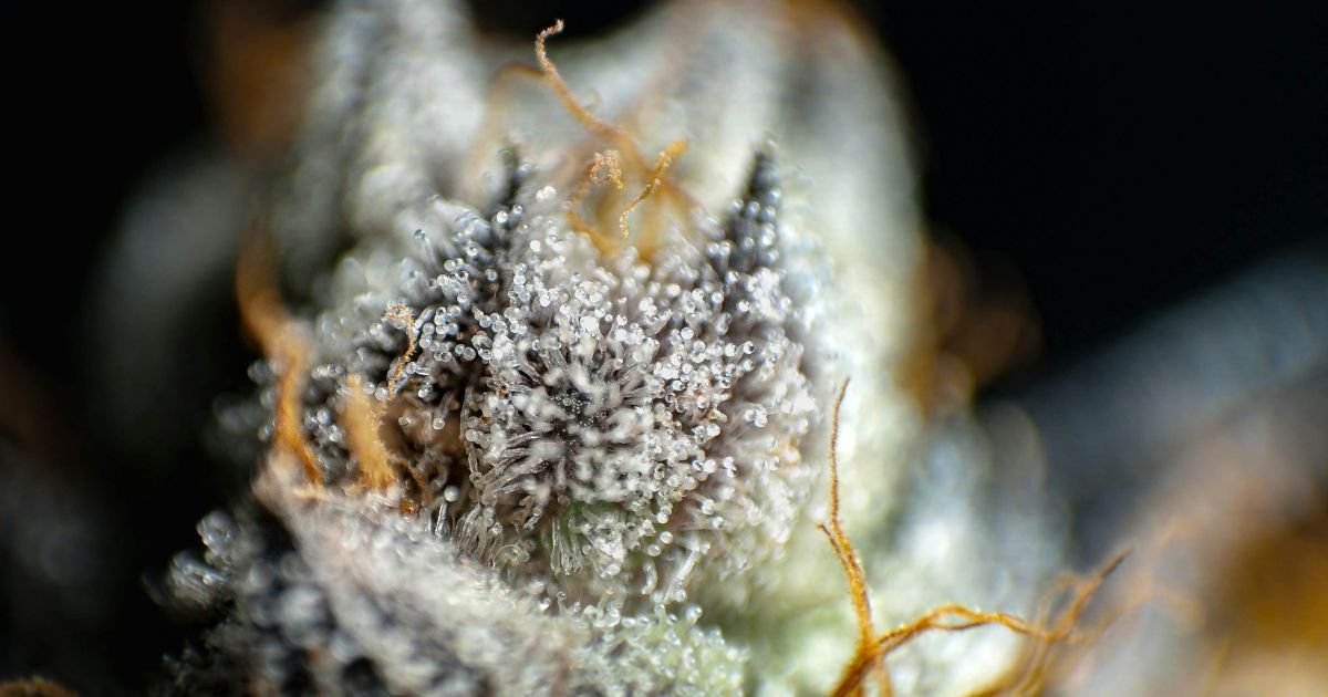 Buy Cannabis Clones in Markham: Spring Growing Tips for Best Results