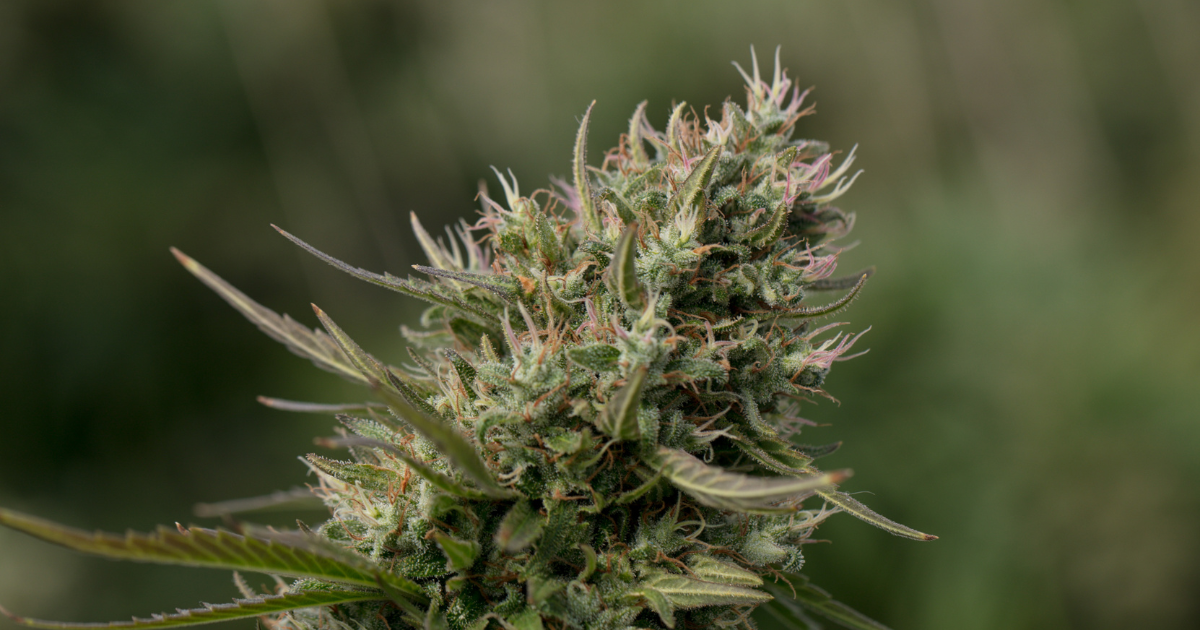 Buy Cannabis Clones in Mississauga for Spring Planting: What Local Growers Are Actually Doing for Better Yield