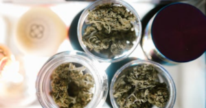 Cannabis Clones in Vancouver