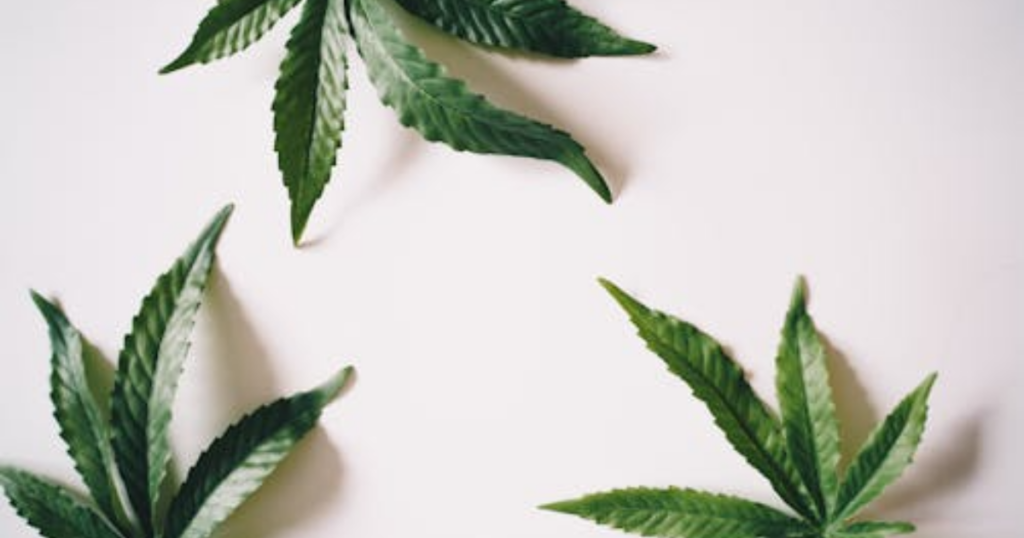 Cannabis Clones vs Seeds: Which Is Better for Spring Growing in Canada?