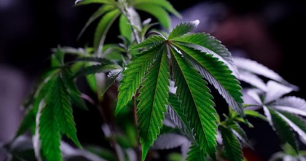 Clone Hardening Off Guide: Prepping Cannabis Clones for Outdoor Life