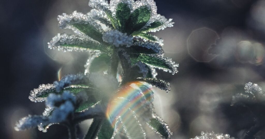 Fast Flowering Cannabis Strains for Canadian Outdoor Grows 