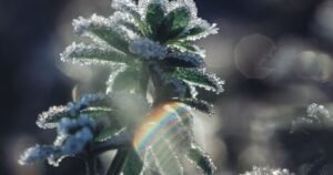 Fast Flowering Cannabis Strains