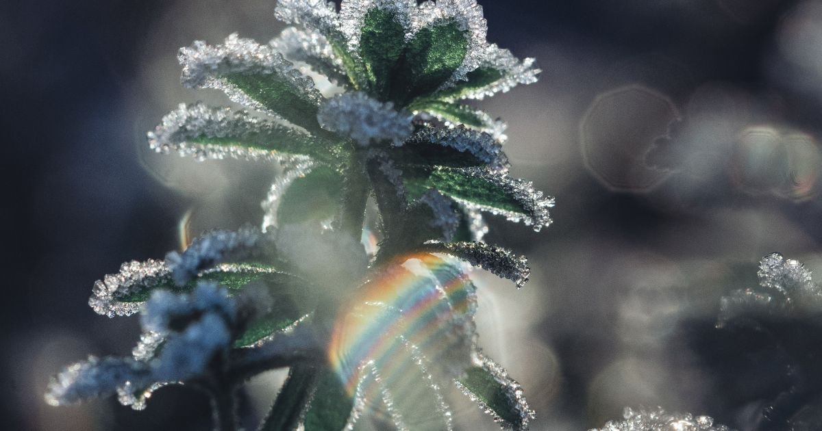 Fast Flowering Cannabis Strains for Canadian Outdoor Grows 