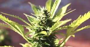 Fast Flowering Strains