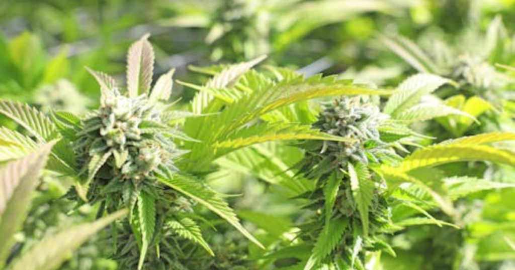 How to Avoid Fall Frost Damage as a Canadian Cannabis Grower