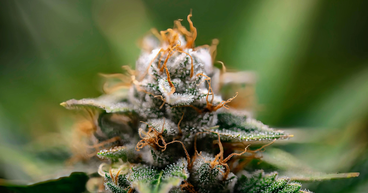 Grey Goose Cannabis Clones: Flowering Time & Outdoor Finish in Canada
