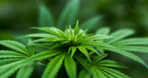 Spring Weather and Cannabis Clones