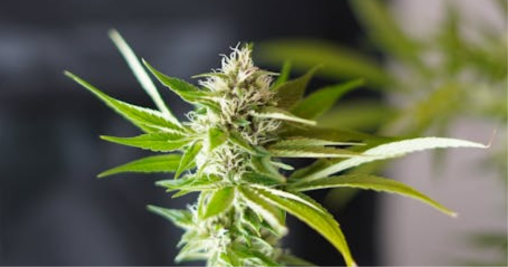 Top Mistakes Canadian Growers Make With Spring Clones