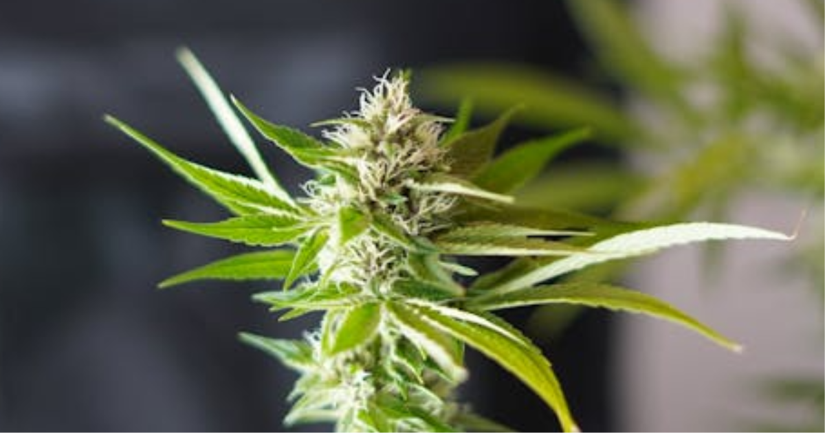 Top Mistakes Canadian Growers Make With Spring Clones
