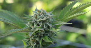 cannabis clones in calgary