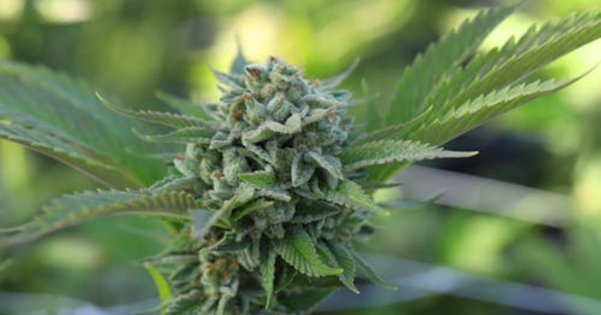 Buy Cannabis Clones in Calgary: Spring Grow Guide