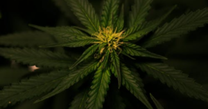 Cannabis Clones in Quebec City