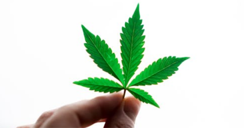 How Canadian Growers Control Cannabis Harvest Timing (Even With Bad Weather)