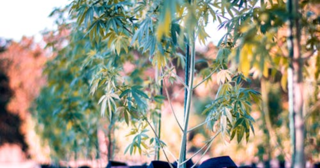 Outdoor Cannabis Risk Management: What to Control vs What to Accept