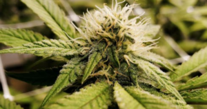 Clone genetics influence flowering speed