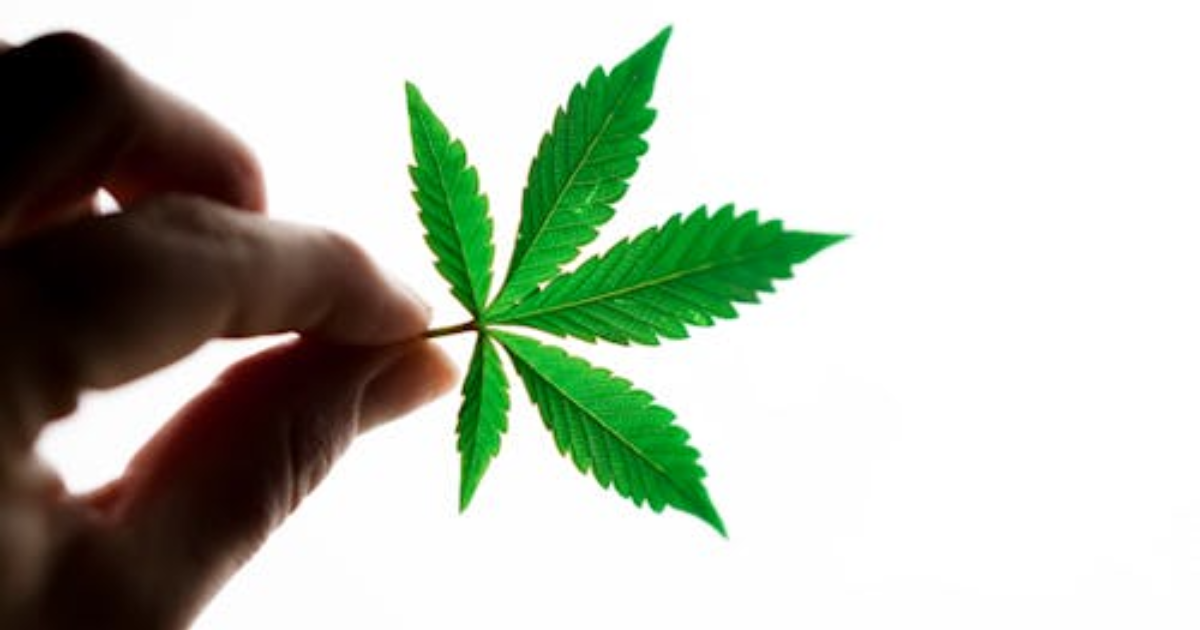 How Early Root Health Determines Final Outdoor Yield