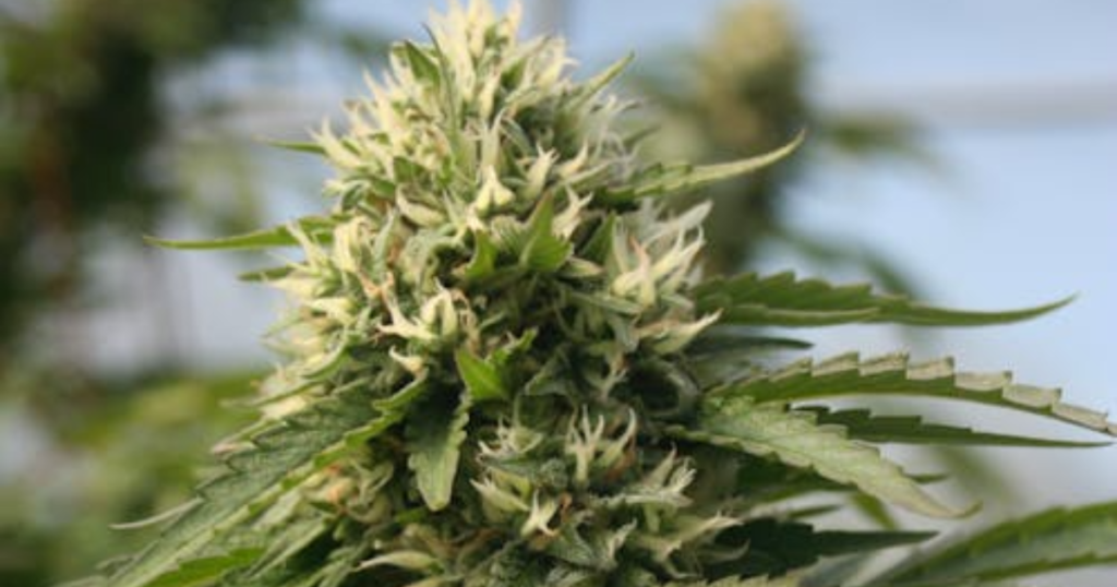 How Early Harvest Windows Protect Terpenes and Yield