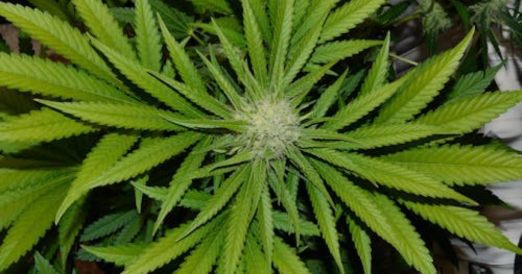 How Weather Patterns Affect Cannabis Flowering in Canada