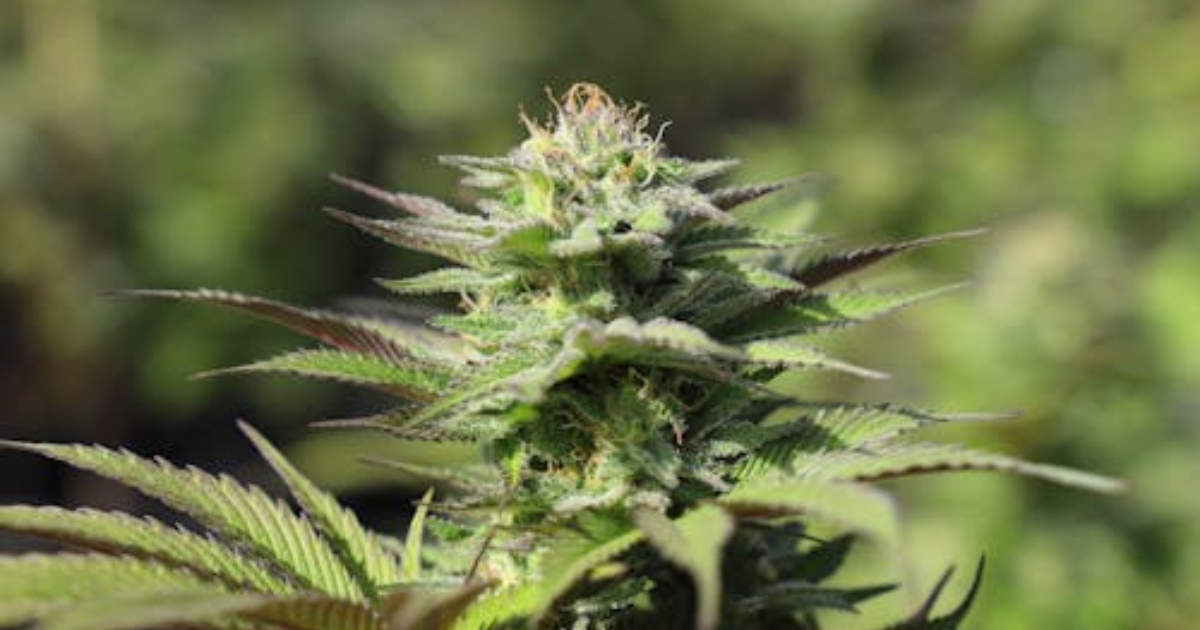 How to Evaluate Clone Quality Before You Ever Plant