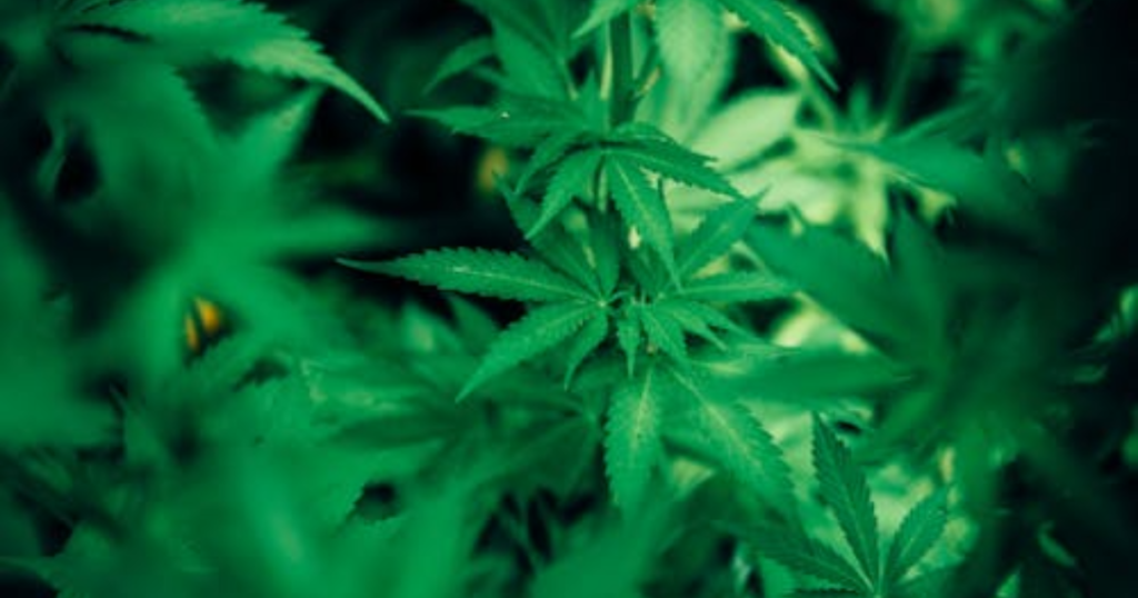 How to Finish Outdoor Cannabis Cleanly Without Rushing