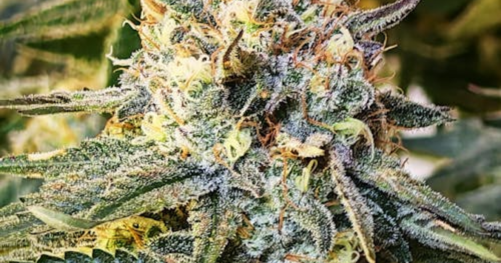 How to Reduce Mold Risk Before Flowering Even Starts