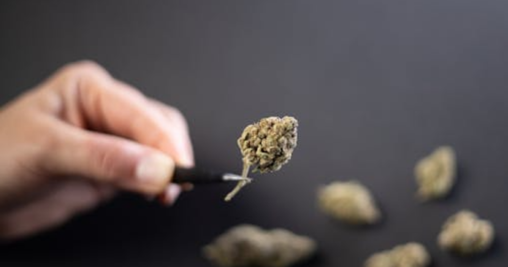 Why Outdoor Cannabis Success in Canada Is Mostly About Timing