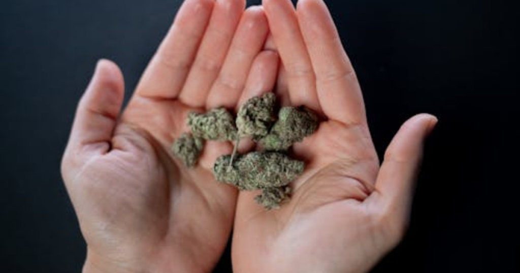 Why Most Outdoor Cannabis Yields Are Lost Before Summer Starts