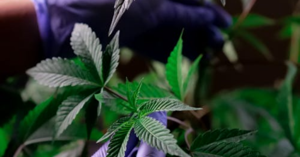 What Makes a Truly “Outdoor-Ready Clone” in Canadian Conditions