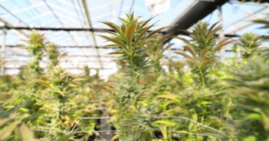 Short Growing Seasons