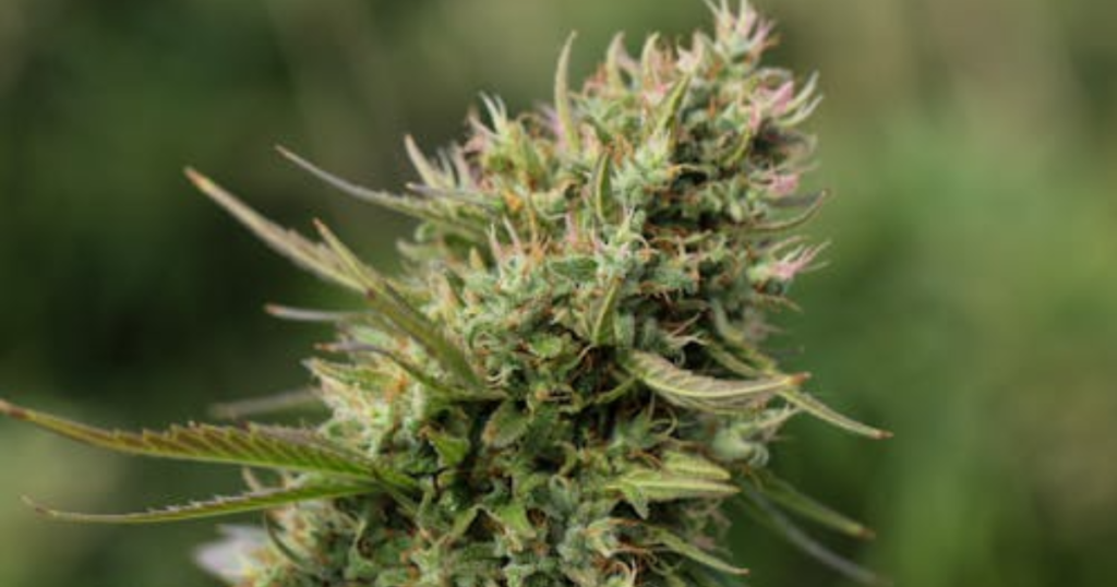 The Relationship Between Flowering Speed and Fall Humidity
