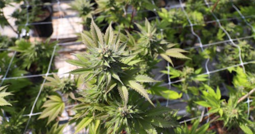 What Outdoor Growers in Canada Learn After Losing a Crop Once