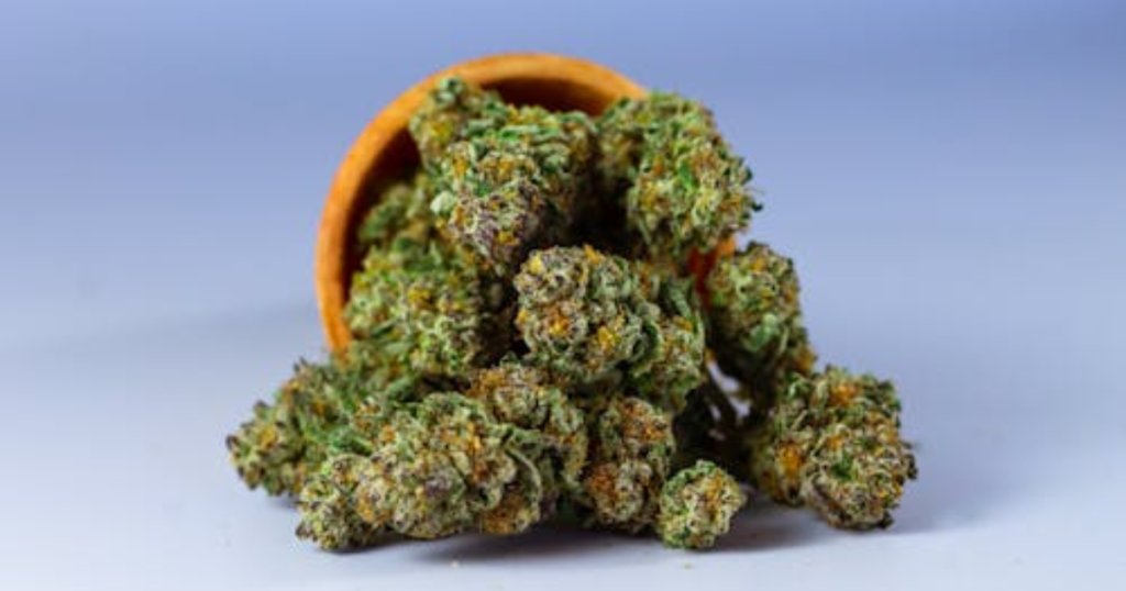 Why Canadian Outdoor Growers Should Plan for an Early Harvest