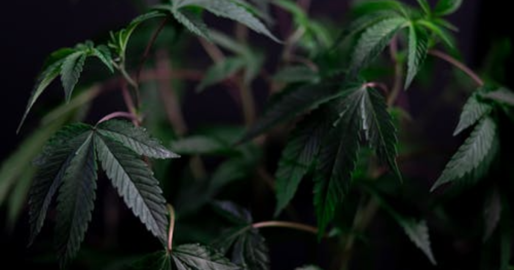 Why Some Clones Stall Outdoors While Others Take Off