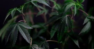 Why Some Clones Stall Outdoors While Others Take Off