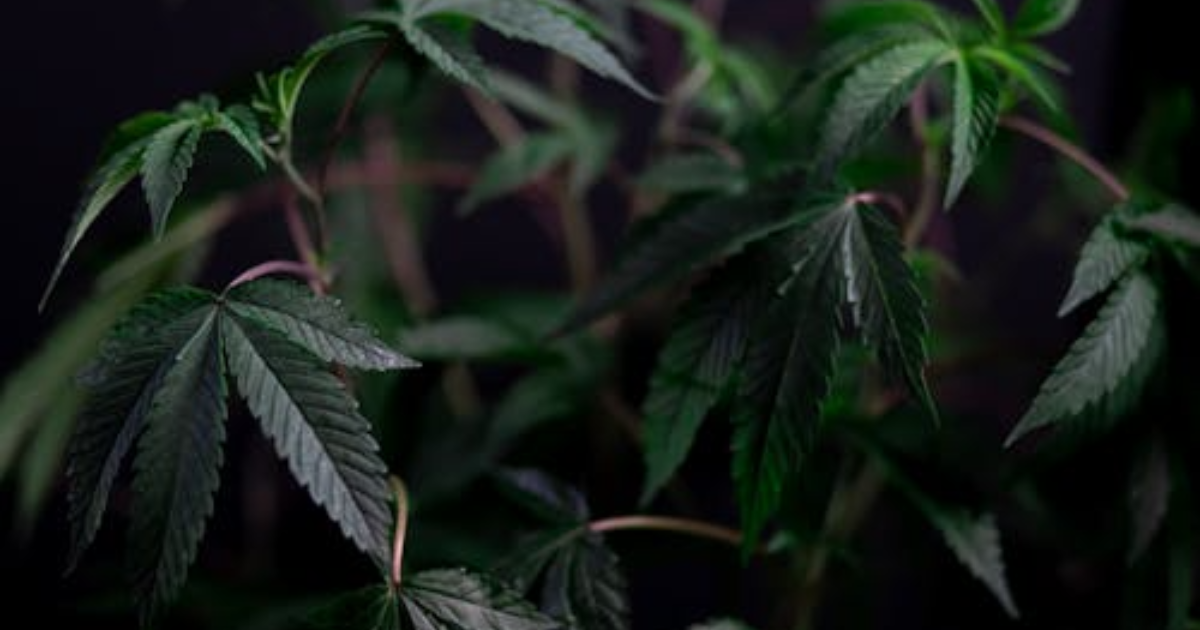 Why Some Clones Stall Outdoors While Others Take Off