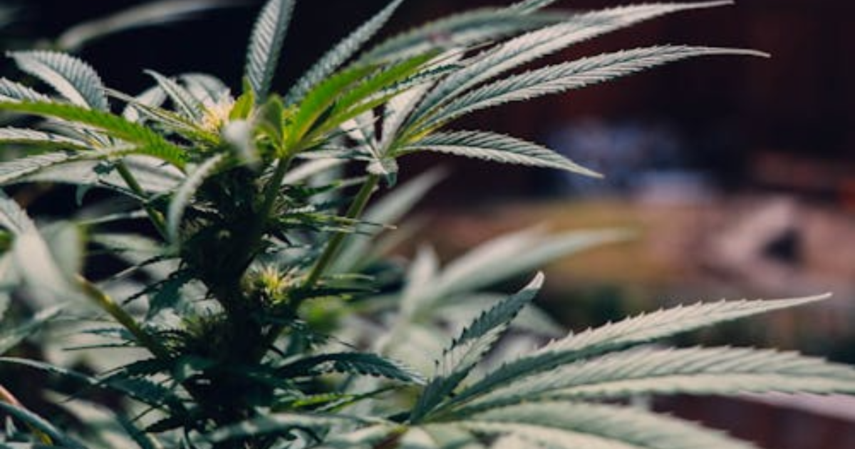 Why Clone Structure Matters for Outdoor Yield in Canada