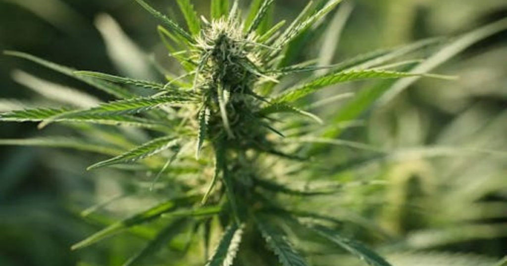 The Complete Outdoor Cannabis Timeline for Canada: From Clone Order to Harvest