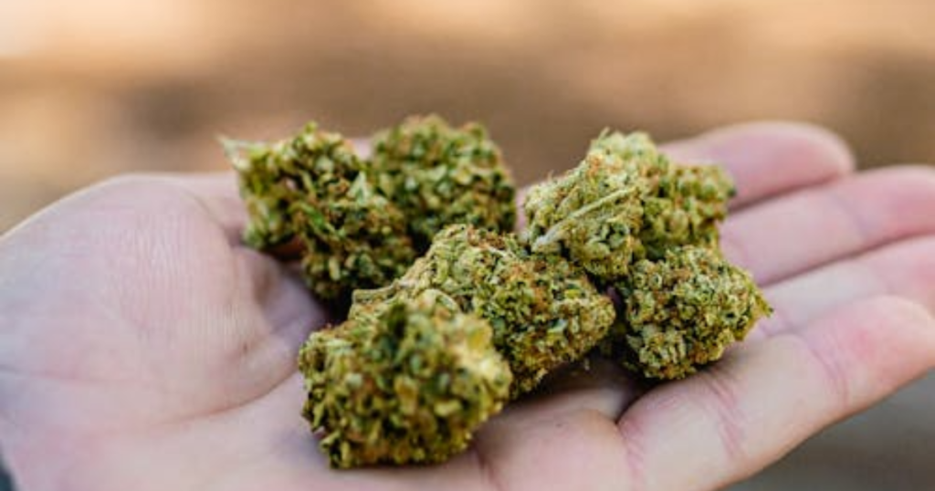 The Hidden Cost of Weak Cannabis Clones in Short Canadian Seasons