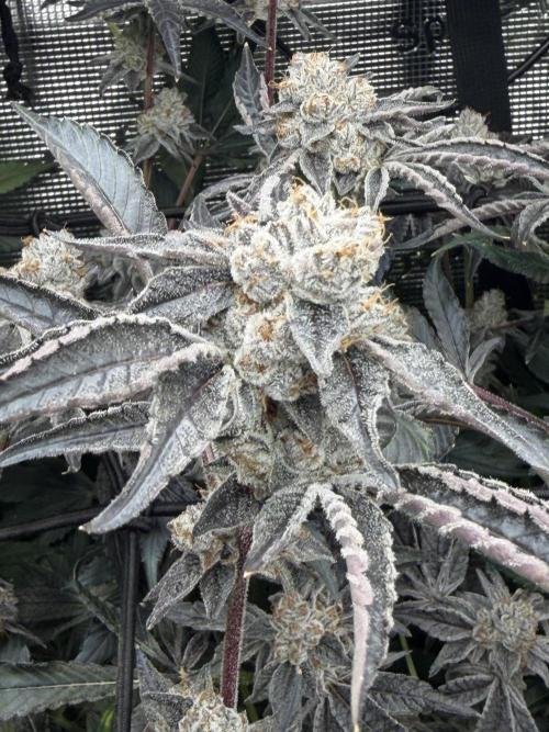 Highest THC Grow Pack