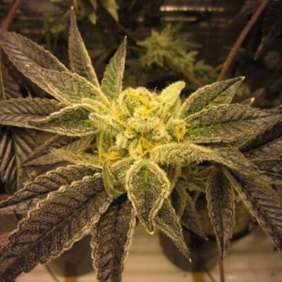 Pink Kush