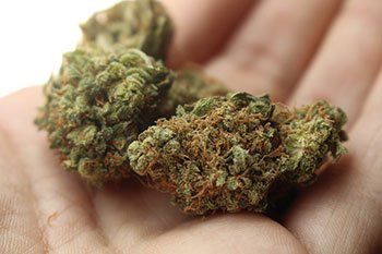 Best Cannabis Clones in Canada, Cannabis Clones, Medical Grade Cannabis Clones, Ice cream dream, wedding cake, blue dream, dosido, cannabis mother plants, Healthy Cannabis Clones | Cannabis Clones Canada