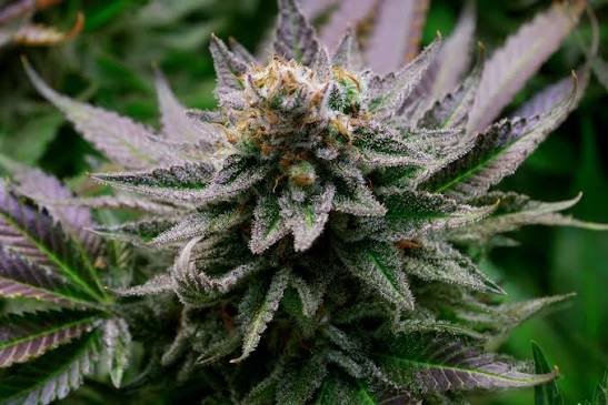 strain-verified cannabis clones, top cannabis clone provider, cannabis mothers with high yields, pest-free cannabis clones, recreational cannabis, grow your own cannabis | Cannabis Clones Canada