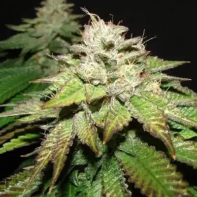 Pre 98 Death Bubba